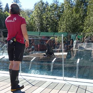 Sea Lion Training (Steller's sea lion)