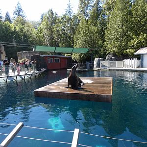 Steller's Bay (Steller's sea lion)