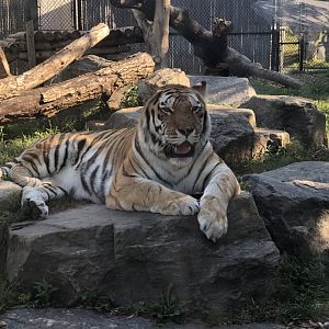 Mazy the Amur Tiger