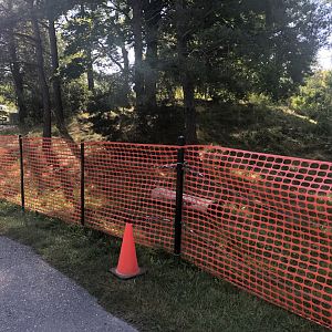 More of the expansion