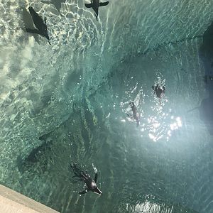 Penguins Back in the Outdoor Pool