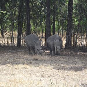 2009 Southern White Rhino (Ceratotherium simum simum)