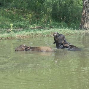 2011 Asian Water Buffalo (Bubalus arnee)