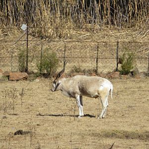 2017 Addax (Addax nasomaculatus)