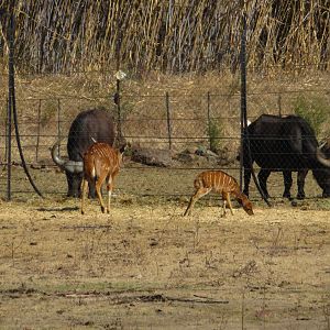 2017 Nyala, Cape Buffalo, African Forest Buffalo