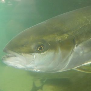 Fish ID? - Living Coast Discovery Center