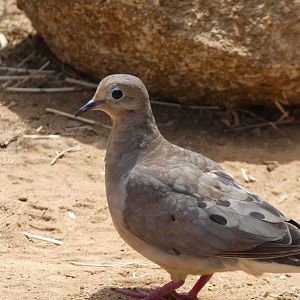 Dove ID? - Wild in Living Coast Discovery Center