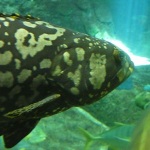 Fish ID? - Seaworld San Diego