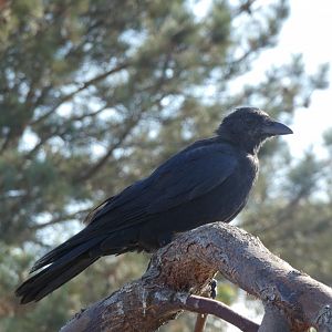 Bird ID? - Wild in Seaworld San Diego