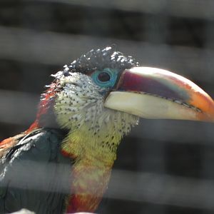 Bird ID? - Seaworld San Diego
