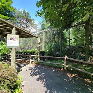 Zoo in Forest Park - Black-handed spider monkeys