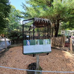 Zoo in Forest Park - Severe macaw, moluccan cockatoo, sulphur-crested cockatoos