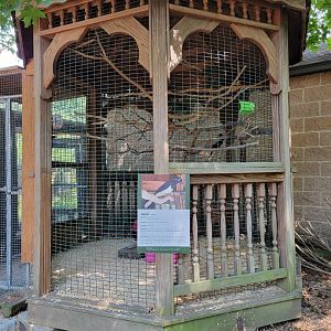 Zoo in Forest Park - Plush-crested jay