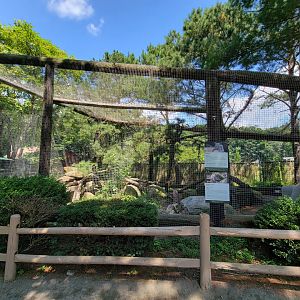 Zoo in Forest Park - Bobcats
