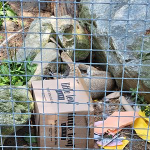 Zoo in Forest Park - Bobcat playing with some toys