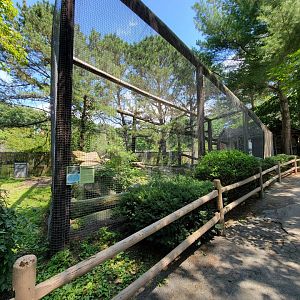 Zoo in Forest Park - Bobcats