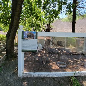 Zoo in Forest Park - North American porcupine
