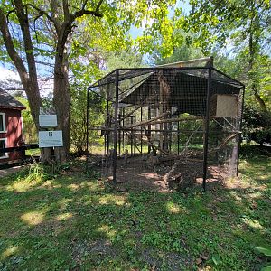 Zoo in Forest Park - Red-tailed hawk