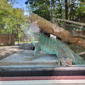 Zoo in Forest Park - Iguana