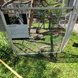 Zoo in Forest Park - Green iguanas, Argentine tegu