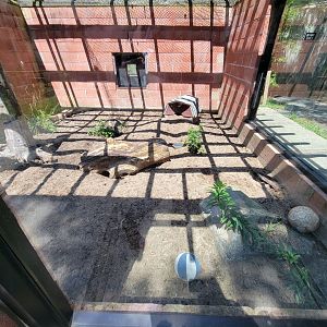 Zoo in Forest Park - Six-banded armadillo