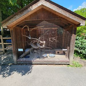 Zoo in Forest Park - Domestic pigeons