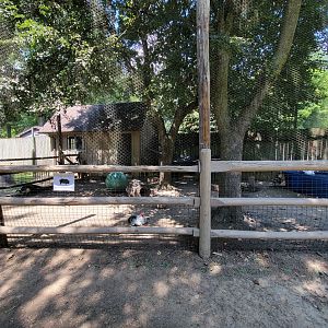 Zoo in Forest Park - Pigs, chickens