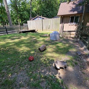 Zoo in Forest Park - Patagonian mara, sulcata tortoise, and domestic rabbit