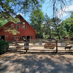 Zoo in Forest Park - Sheep