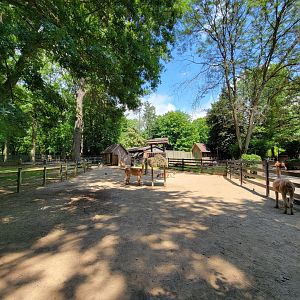 Zoo in Forest Park - Llama, alpaca, and llama x alpaca hybrid