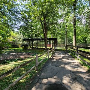 Zoo in Forest Park - Bald eagles