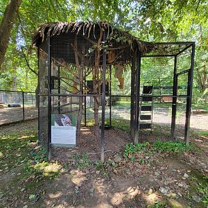Zoo in Forest Park - Eastern screech owl