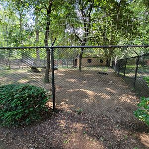 Zoo in Forest Park - Gray wolves