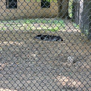 Zoo in Forest Park - Gray wolves