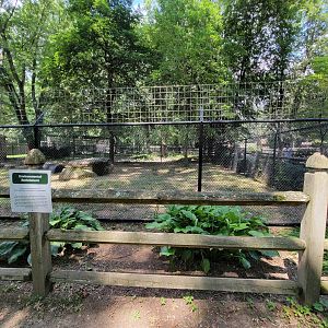 Zoo in Forest Park - Gray wolves