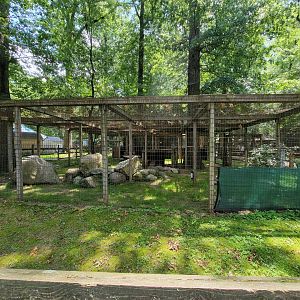 Zoo in Forest Park - Coyote #1