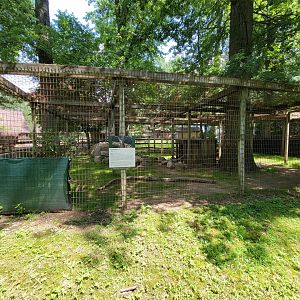 Zoo in Forest Park - Coyote #1