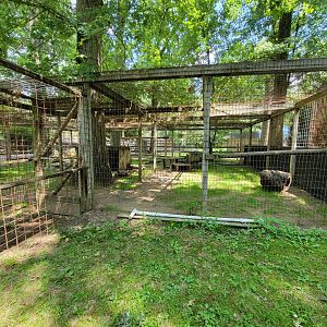 Zoo in Forest Park - Coyote #2