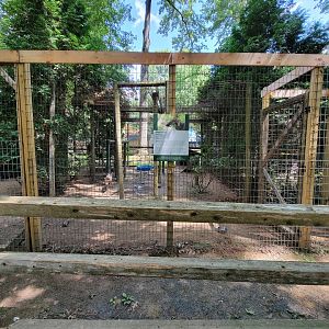 Zoo in Forest Park - Coyote #2