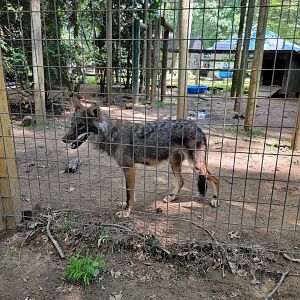 Zoo in Forest Park - Coyote #2 "Atlas"
