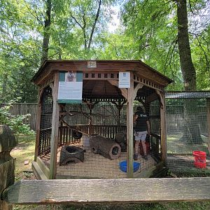 Zoo in Forest Park - Groundhog