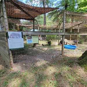 Zoo in Forest Park - Arctic fox, red fox