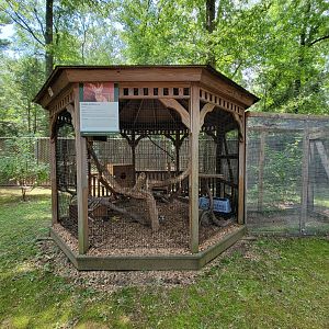 Zoo in Forest Park - Fennec foxes