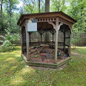 Zoo in Forest Park - Striped skunks