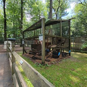 Zoo in Forest Park - Raccoons