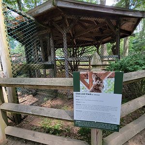 Zoo in Forest Park - Barred owls