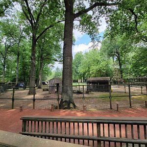 Zoo in Forest Park - Bennett's wallabies