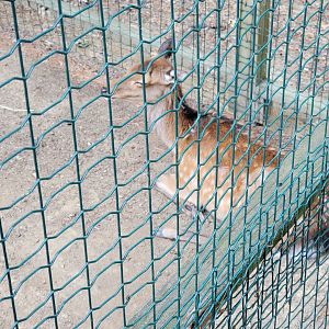 Zoo in Forest Park - Unsigned sika deer in reeve's muntjac exhibit