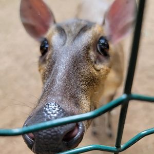 Zoo in Forest Park - Reeve's muntjac