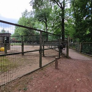 Zoo in Forest Park - Donkeys